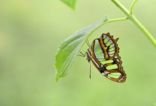 Tropical colorful butterfly hiding under a green leaf. Tropical colorful butterfly hiding under a green leaf.